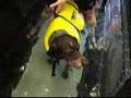 dog , PT-hydrotherapy
