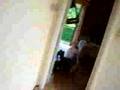 clip video Robert Lamoureux LA-CHASSE-AU-CANARD