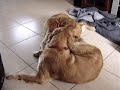 Golden Lovers