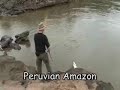 Butterfly Peacock Bass