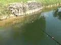 Butterfly Peacock Bass