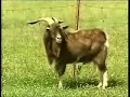 Cabras Estaladas