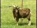 Cabras Estaladas