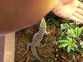 Tegu Excavator