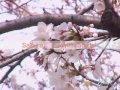 CG,実写映像素材 SAKURA MovieMaterial