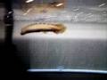 videos de Wilbur the Bichir Eel