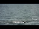 Humback whale hump