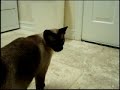 Crazy talking cat