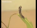 Zombie caterpillar controlled by voodoo wasps