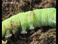 Zombie caterpillar controlled by voodoo wasps Zombie caterpillar controlled by voodoo wasps