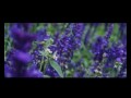 Amewu - Universelle STAUBFILM CLASSIC
