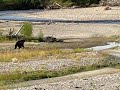 Eagle and Grizz