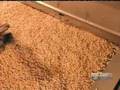 How It's Made: Nuts (Good Quality)