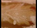 Wasps use parasitic mites as baby bodyguards