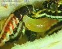 Wasps use parasitic mites as baby bodyguards