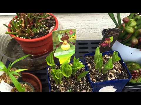 how to fertilize venus fly trap