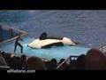 Ver Video