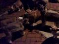 greedy Tak n friends