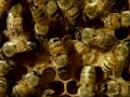 Why Do Honeybees Dance?