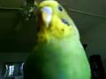 Lemon lime chirping