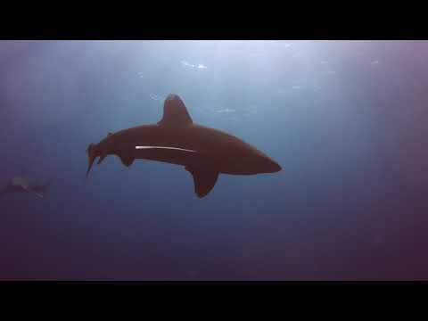 Oceanic whitetip shark encounter
