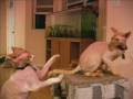 Our Very Playful Hairless Cats Our Very Playful Hairless Cats