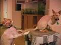 Our Very Playful Hairless Cats