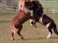 \"Wild horses\" \"Wild horses\"