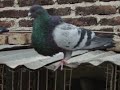 palomas buchonas   ricardo