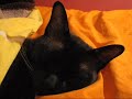 Sleeping