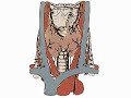 How the Body Works : The Thyroid Gland