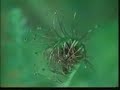 Drosera (sundew) Drosera (sundew)