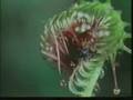 Drosera (sundew)