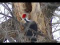 pileated woodpecker pair sighting 2-22-08