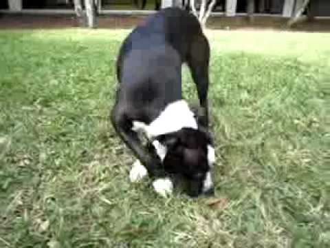 Jamie mcclintic - At the Broward County Animal Care and Adoption Center.