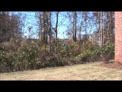 how to get rid of kudzu stink bugs