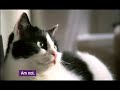 Teletext Holidays \"Scaredy-Cat\" Funny Talking Cat Advert