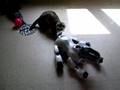 saké minou r2d3