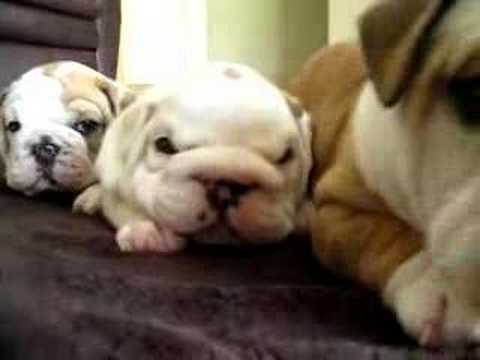 bulldog