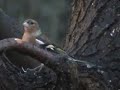 Chaffinch Chaffinch