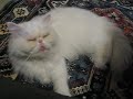 My cat runa