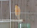 Male Canary Singing