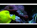 Reef aquarium, 130g, corals and fishes