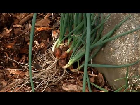 how to harvest onions from the garden