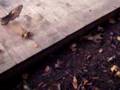 videos de fishing