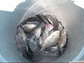 88 Seafood Market gets Live Tilapia 88 Seafood Market gets Live Tilapia