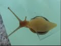 snail dance