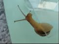 snail dance