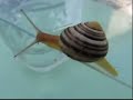 snail dance