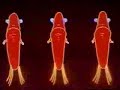 Fantasy underworld diving - Animalympics Fantasy underworld diving - Animalympics